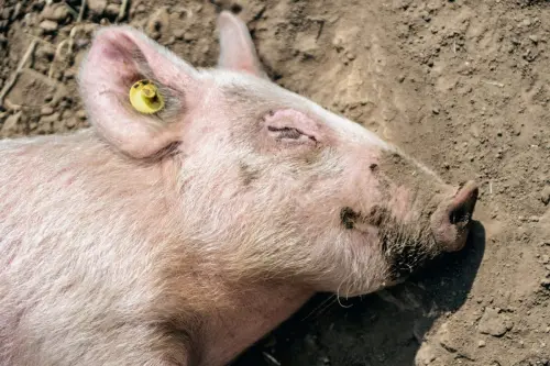 MBZHR : Rastet e murtajës afrikane të derreve prej 25 nëntorit janë 0