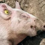 MBZHR : Rastet e murtajës afrikane të derreve prej 25 nëntorit janë 0