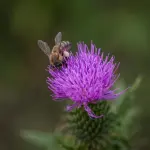 Qumështi i bletës: Mburojë ndaj virozave të stinës për fëmijët