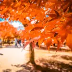 14 destinacione europiane që duhet t'i vizitoni në periudhën e vjeshtës